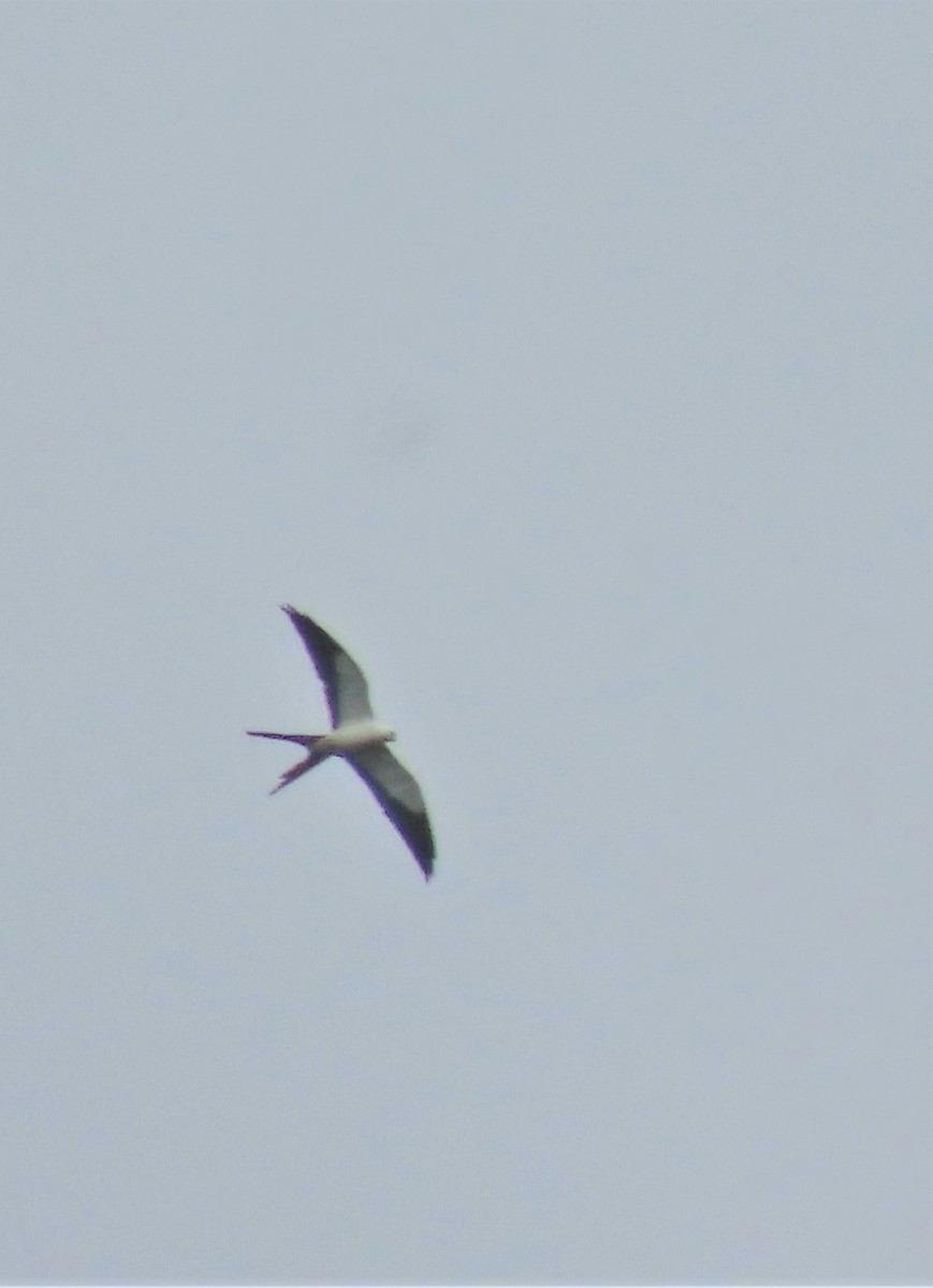Swallow-tailed Kite - ML431663871