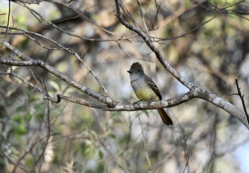 Nutting's Flycatcher (Nutting's) - ML431664941