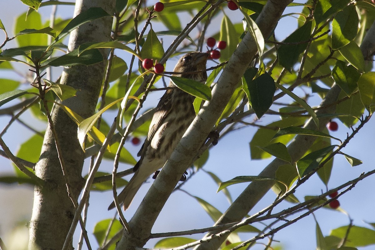 Purple Finch - ML431665061