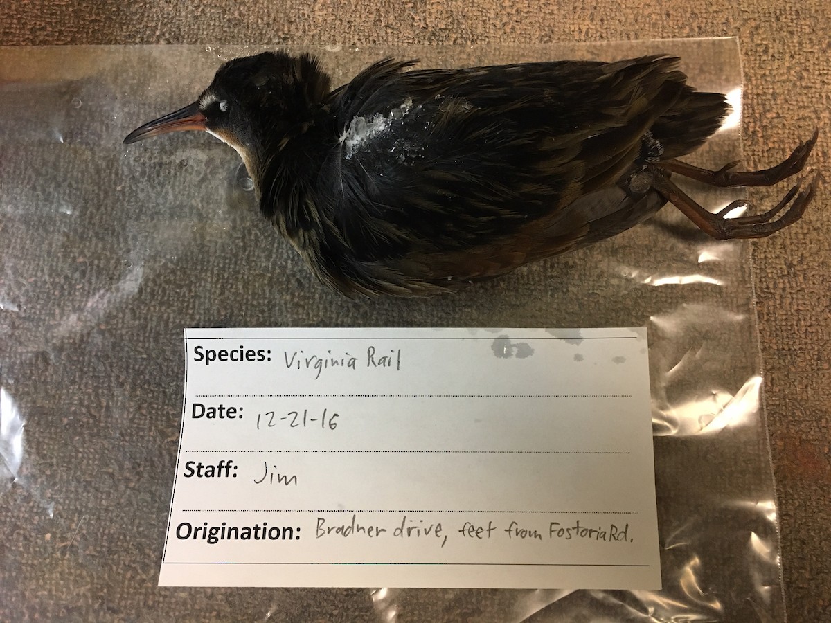 Virginia Rail - ML43166711