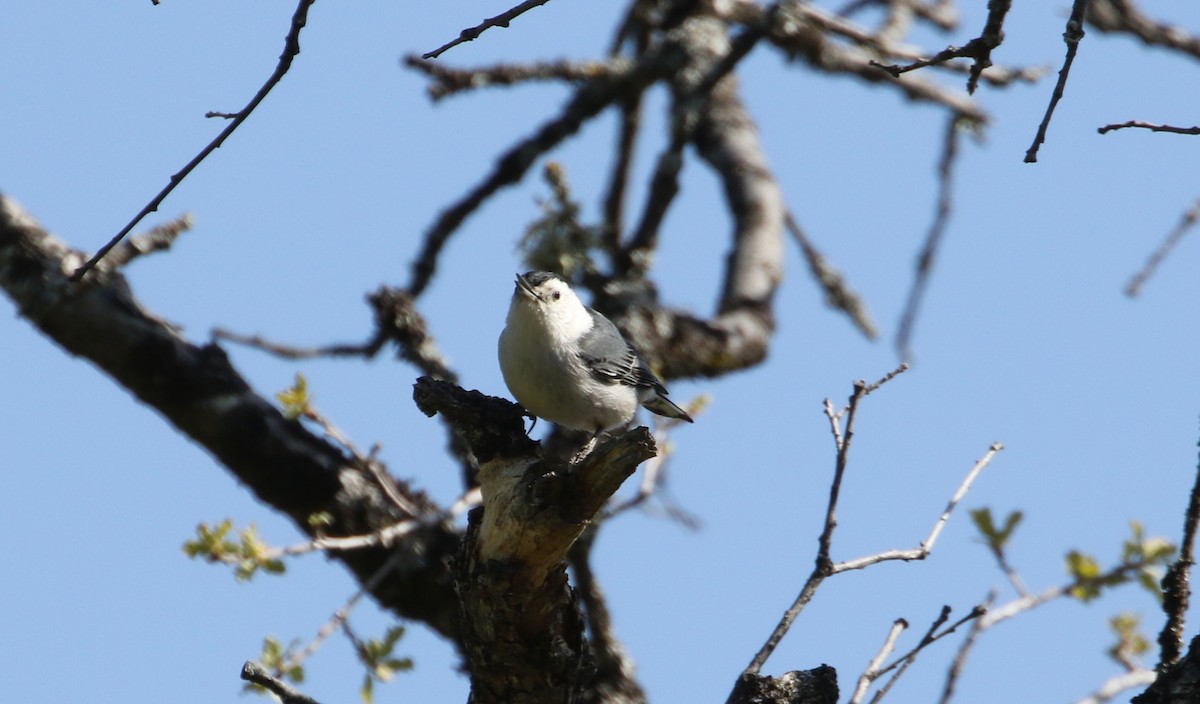 White-breasted Nuthatch - ML431667371