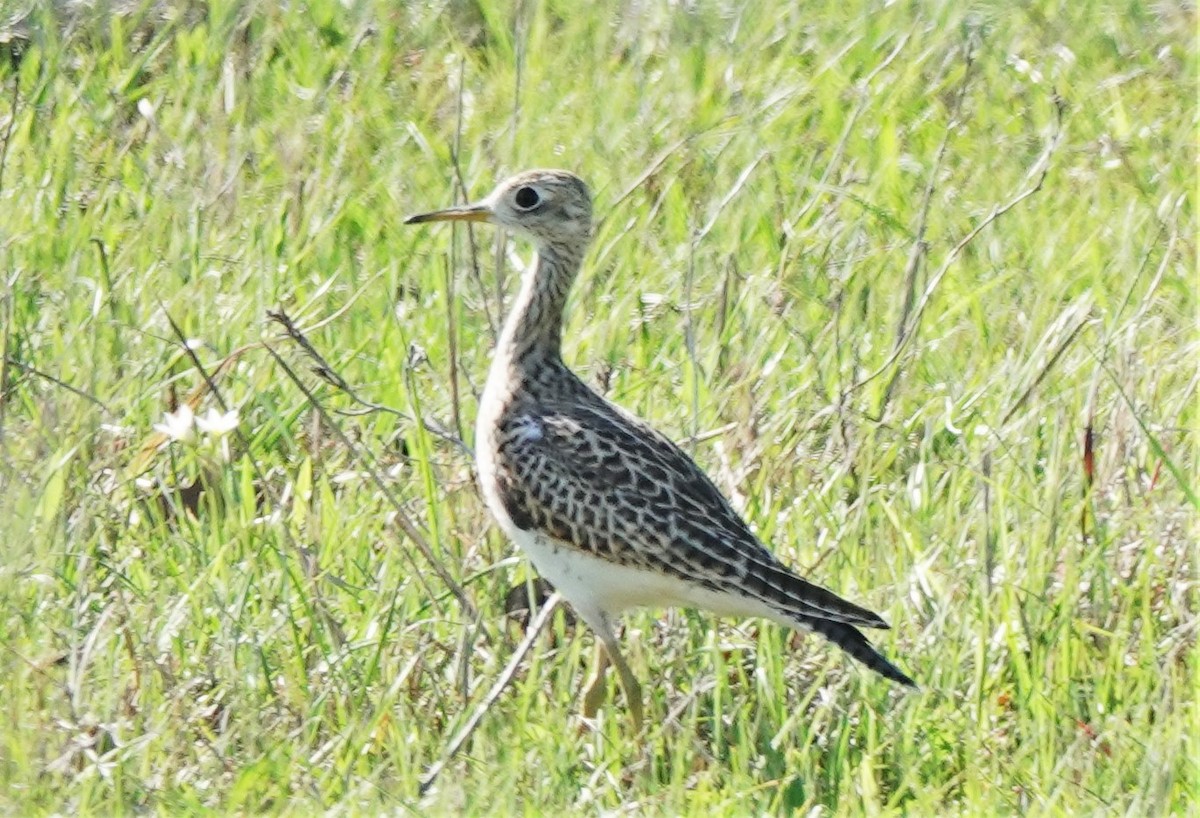 Upland Sandpiper - Shirley Wilkerson