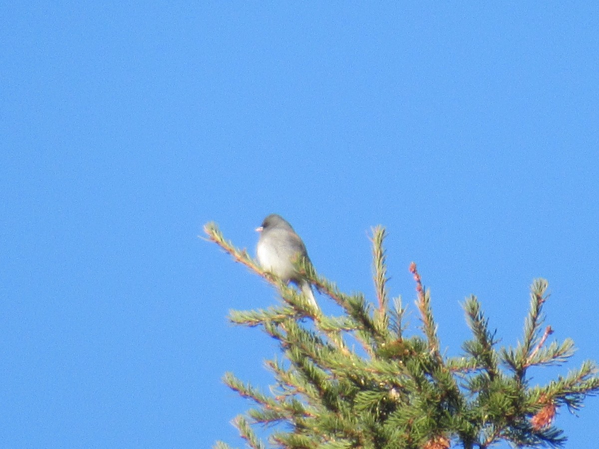 Dark-eyed Junco - ML431673431