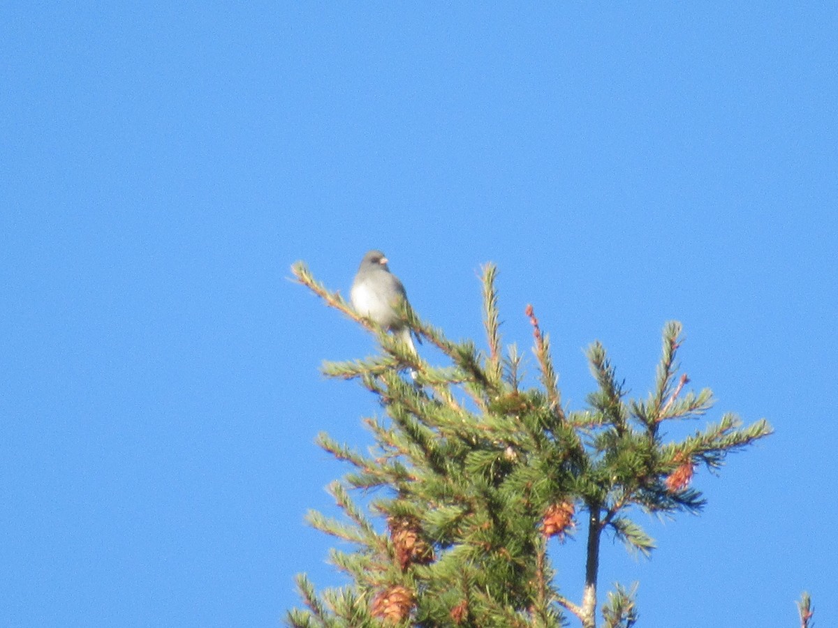 Dark-eyed Junco - Felice  Lyons