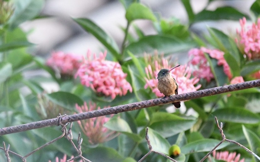 Cinnamon Hummingbird (Mainland) - ML431673501