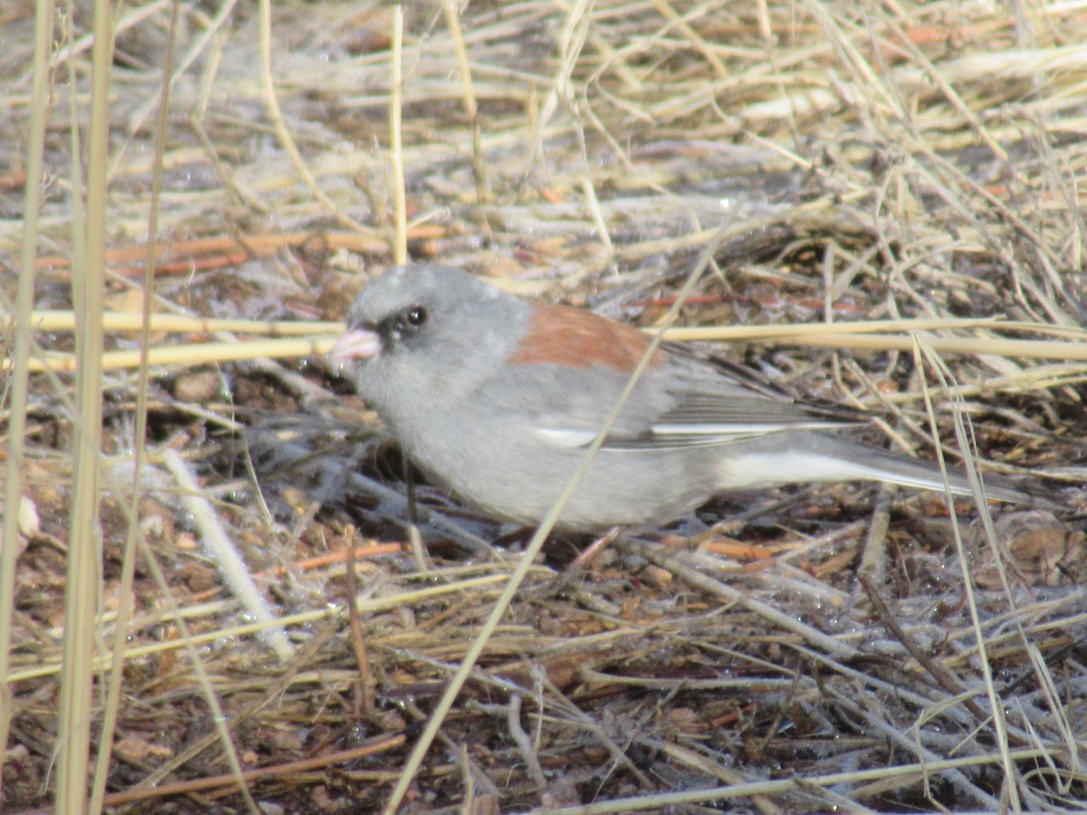 Dark-eyed Junco - Felice  Lyons