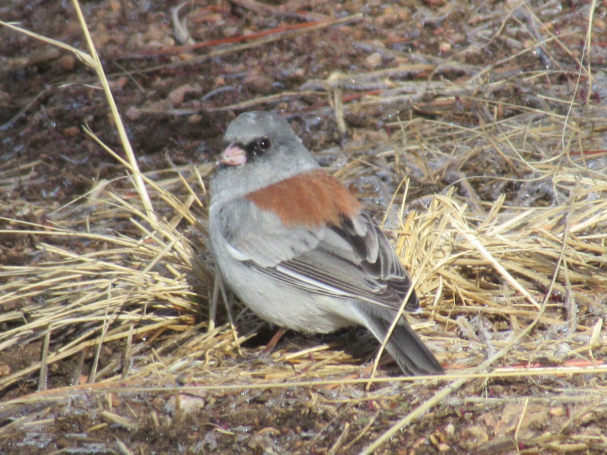 Junco ardoisé - ML431675171