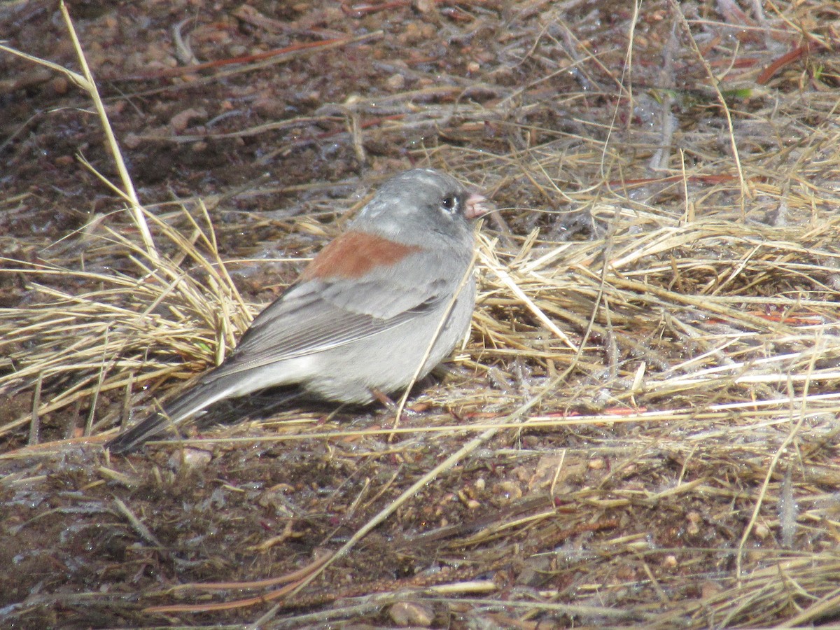 Junco ardoisé - ML431675301