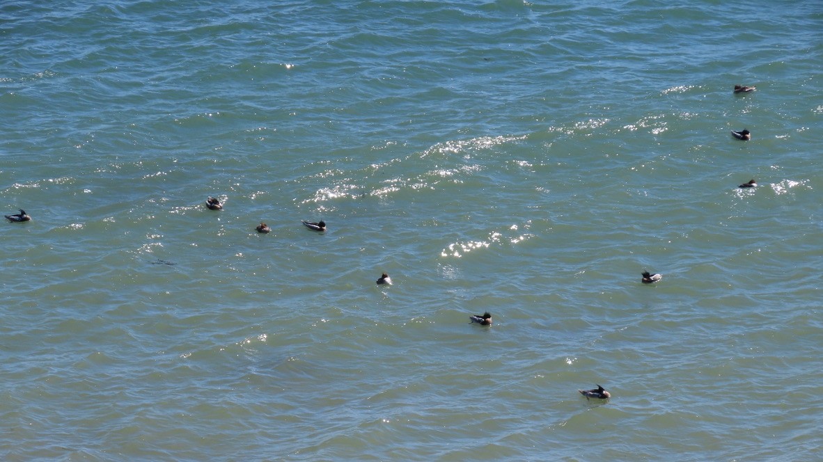 Red-breasted Merganser - Susan Browne