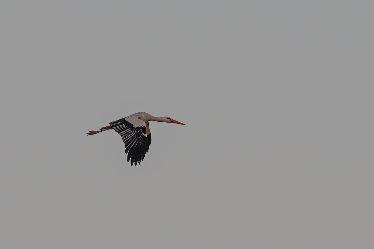 White Stork - ML431676881