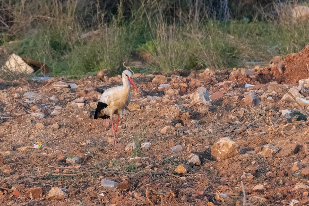 White Stork - ML431676931