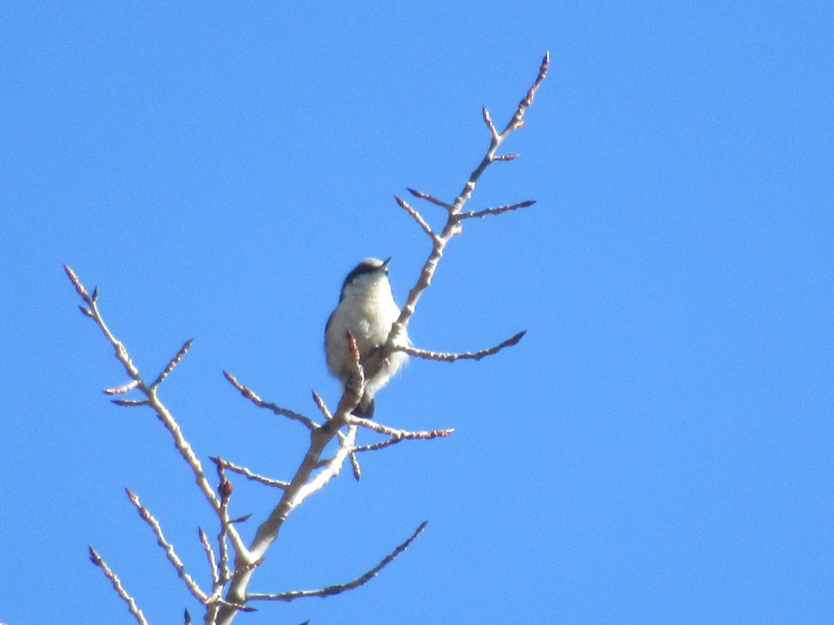 Pygmy Nuthatch - ML431677031