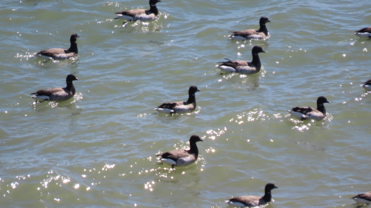 Brant - ML431677041