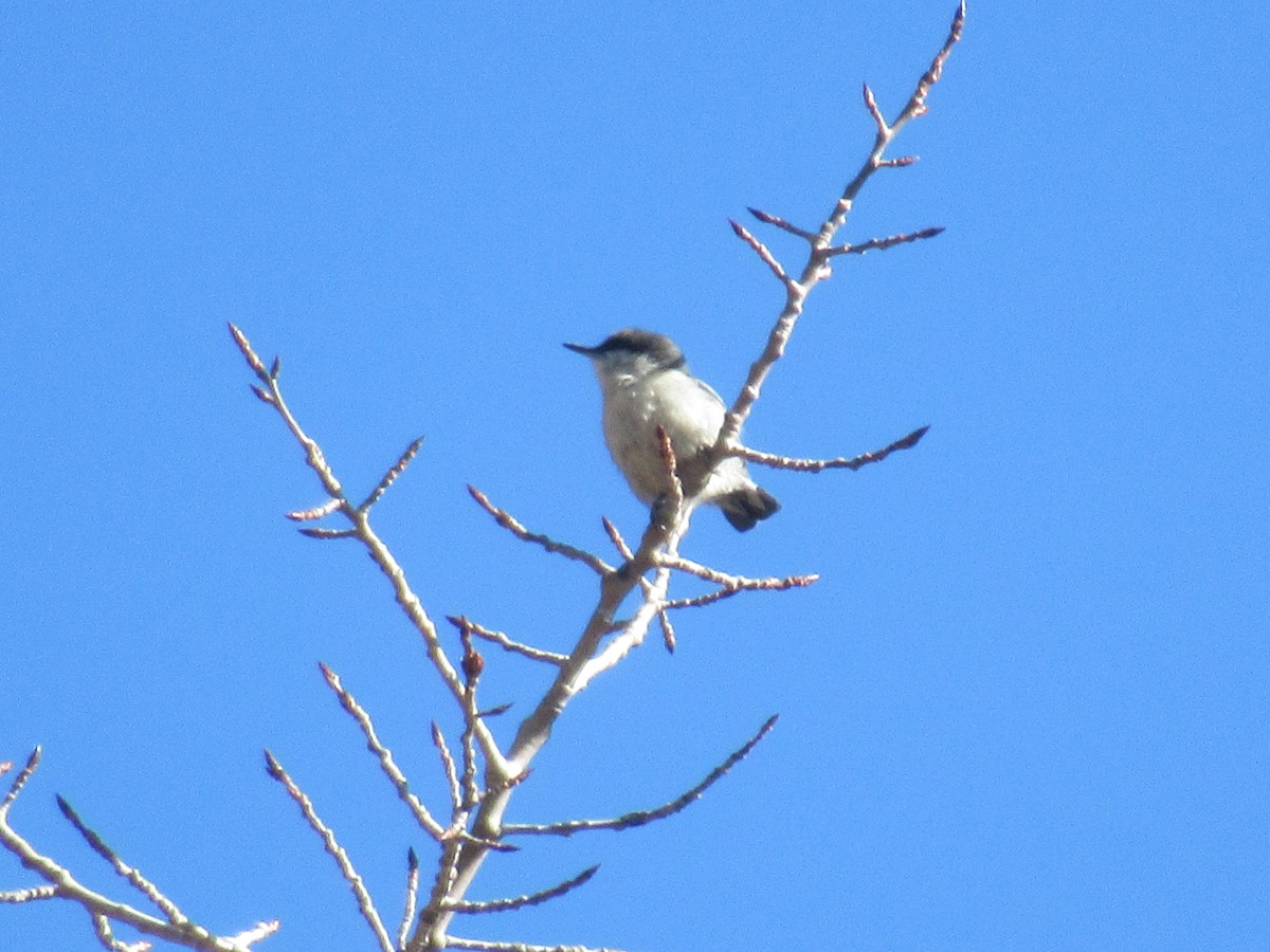 Pygmy Nuthatch - ML431677341