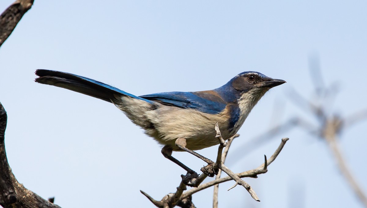 California Scrub-Jay - ML431678111