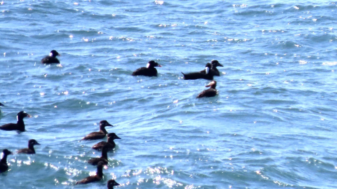 Surf Scoter - Susan Browne