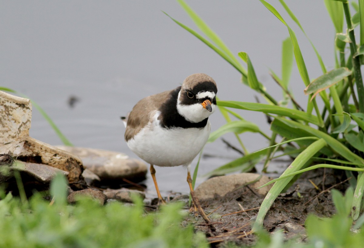 Semipalmated Plover - Jay McGowan