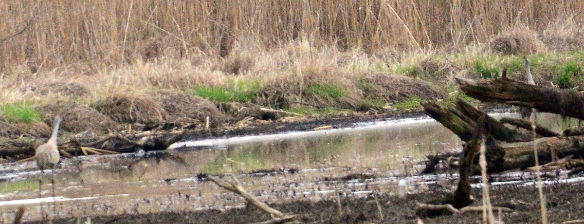 Sandhill Crane - ML431679231