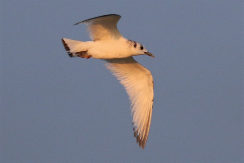 Black-legged Kittiwake - John Groskopf