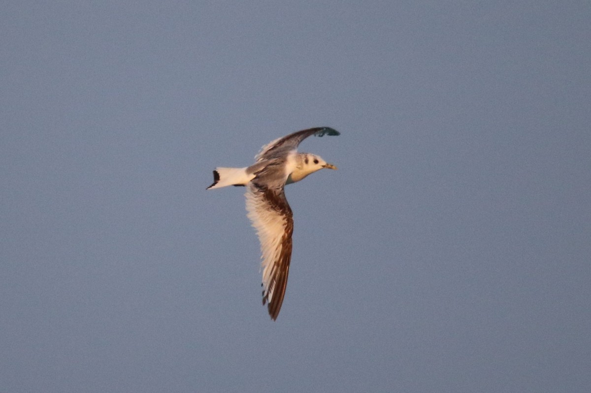 Black-legged Kittiwake - John Groskopf