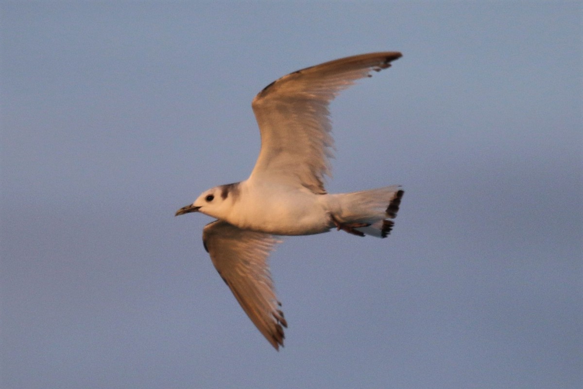 Black-legged Kittiwake - John Groskopf