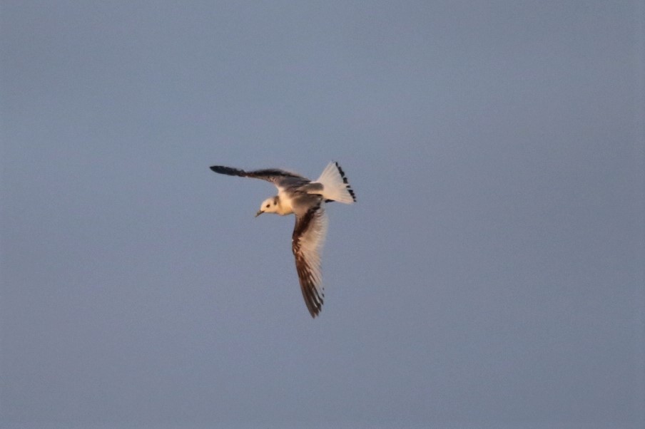 Black-legged Kittiwake - ML431680041