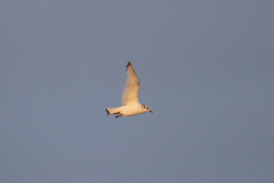 Black-legged Kittiwake - ML431680061