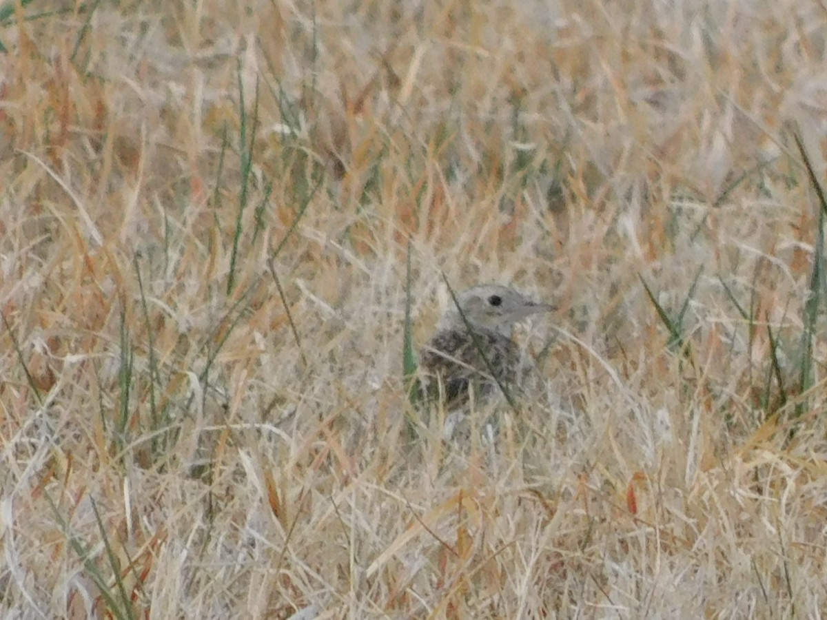 Sprague's Pipit - Curtis Stewart