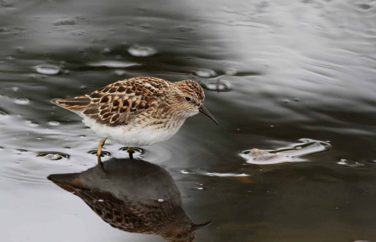 Least Sandpiper - Jay McGowan