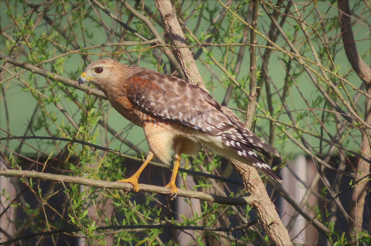 Red-shouldered Hawk - ML431682841