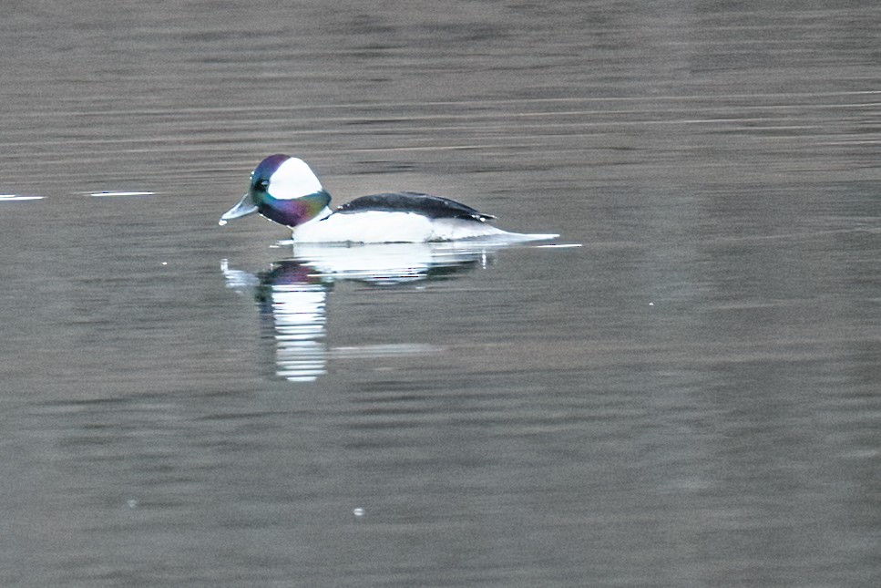 Bufflehead - ML431683421