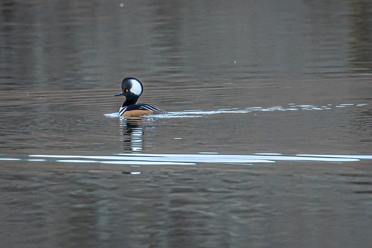 Hooded Merganser - ML431683611