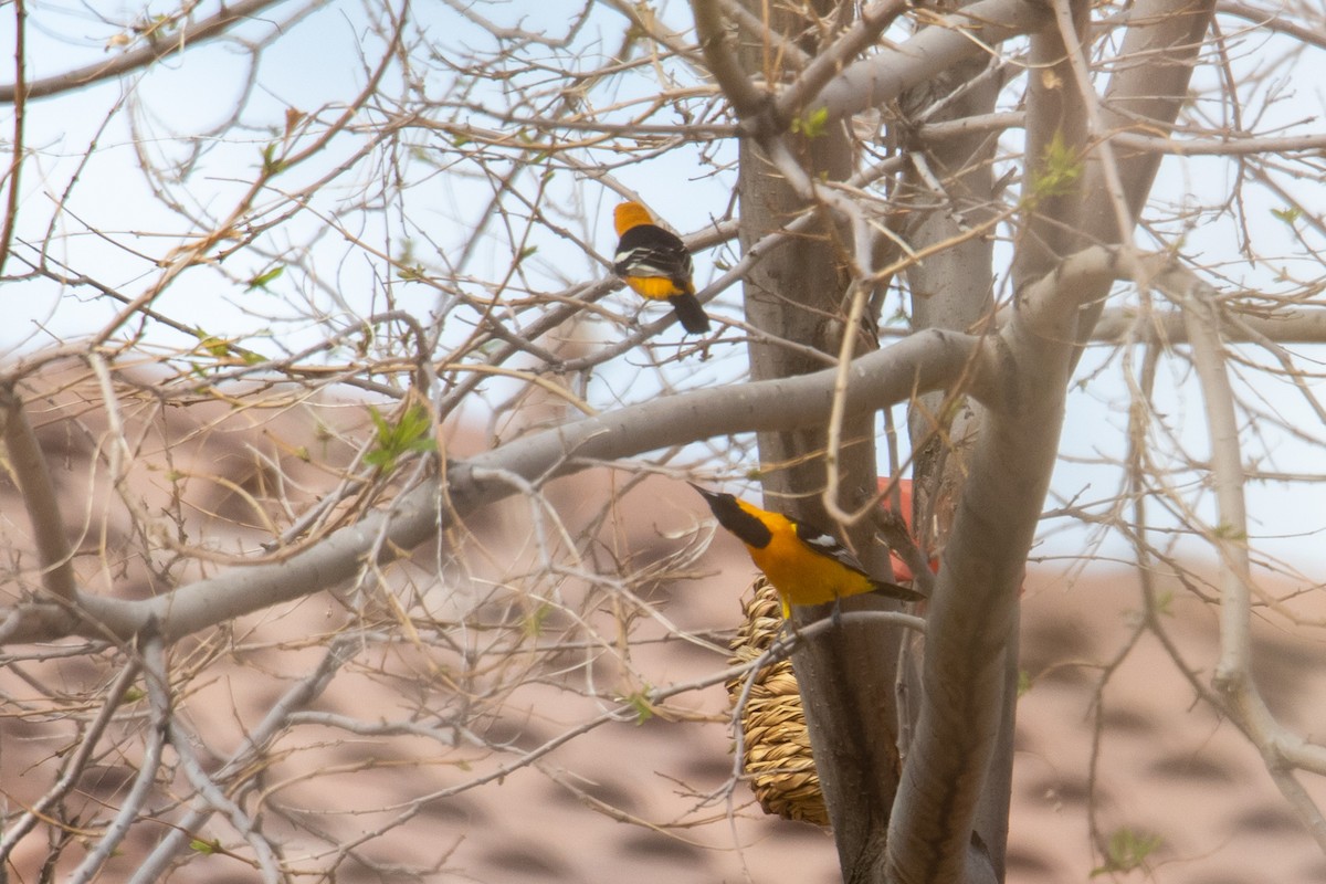 Hooded Oriole - ML431683791