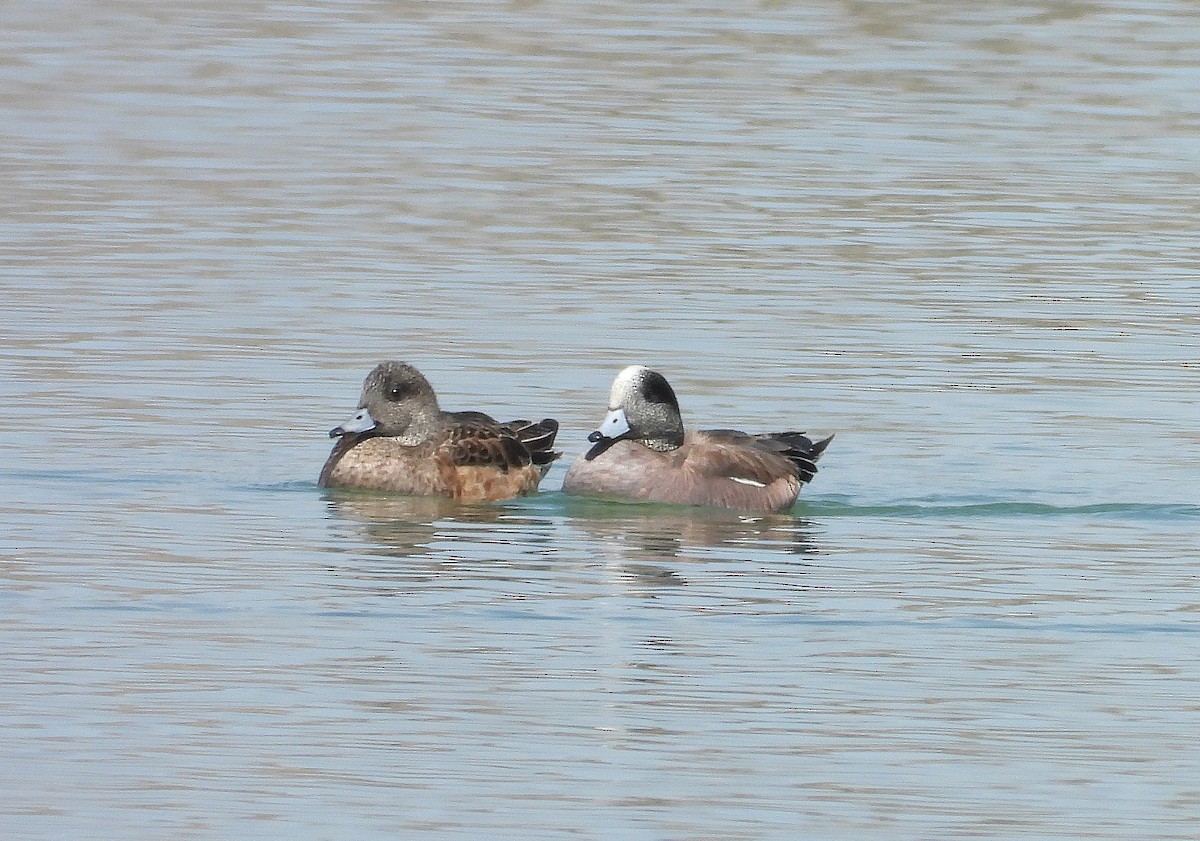 American Wigeon - Glenn Pearson