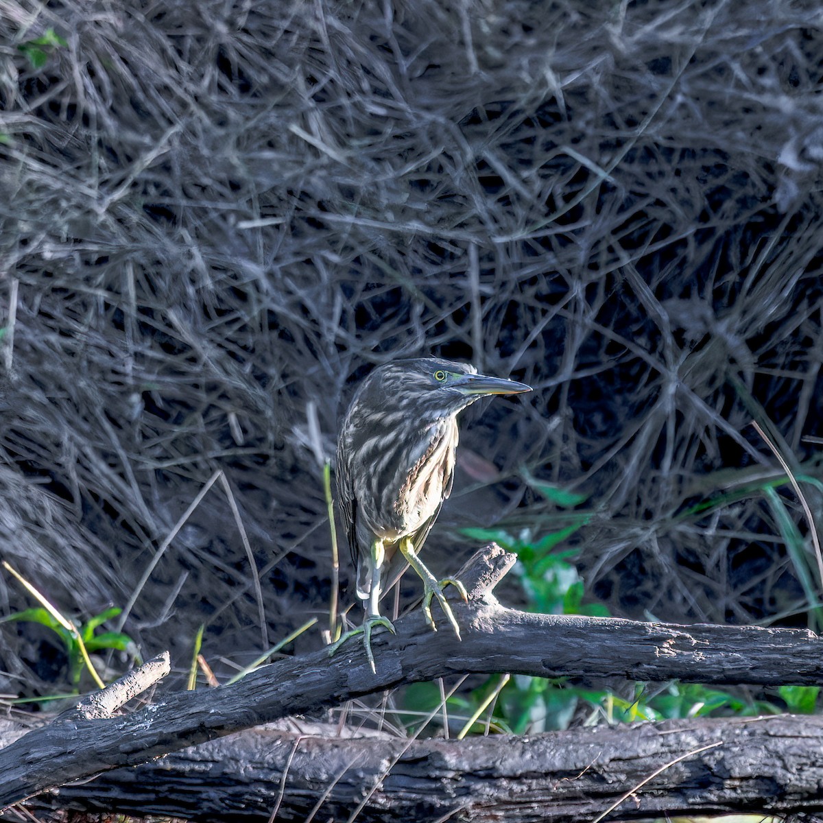 Striated Heron - ML431683951