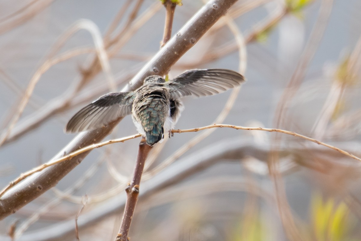 Costa's Hummingbird - Belen Schneider