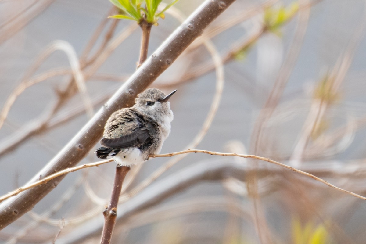 Colibrí de Costa - ML431684171