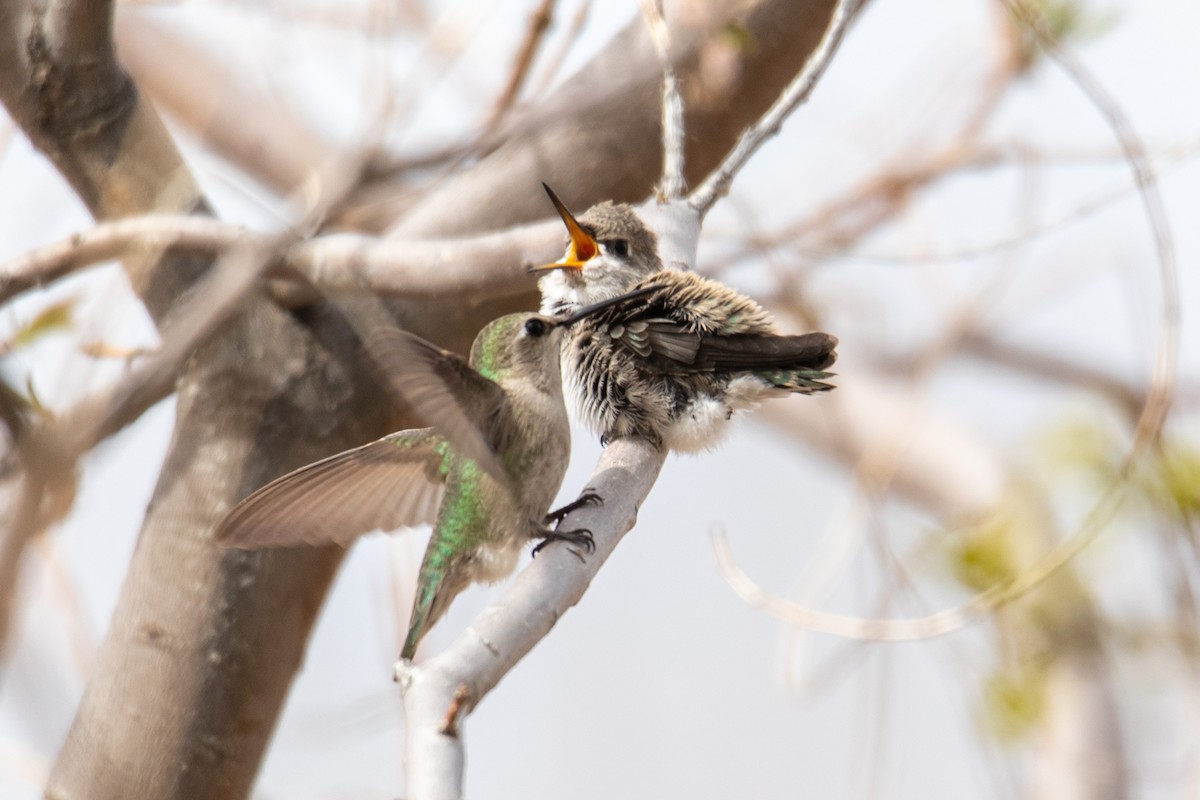 Costa's Hummingbird - Belen Schneider