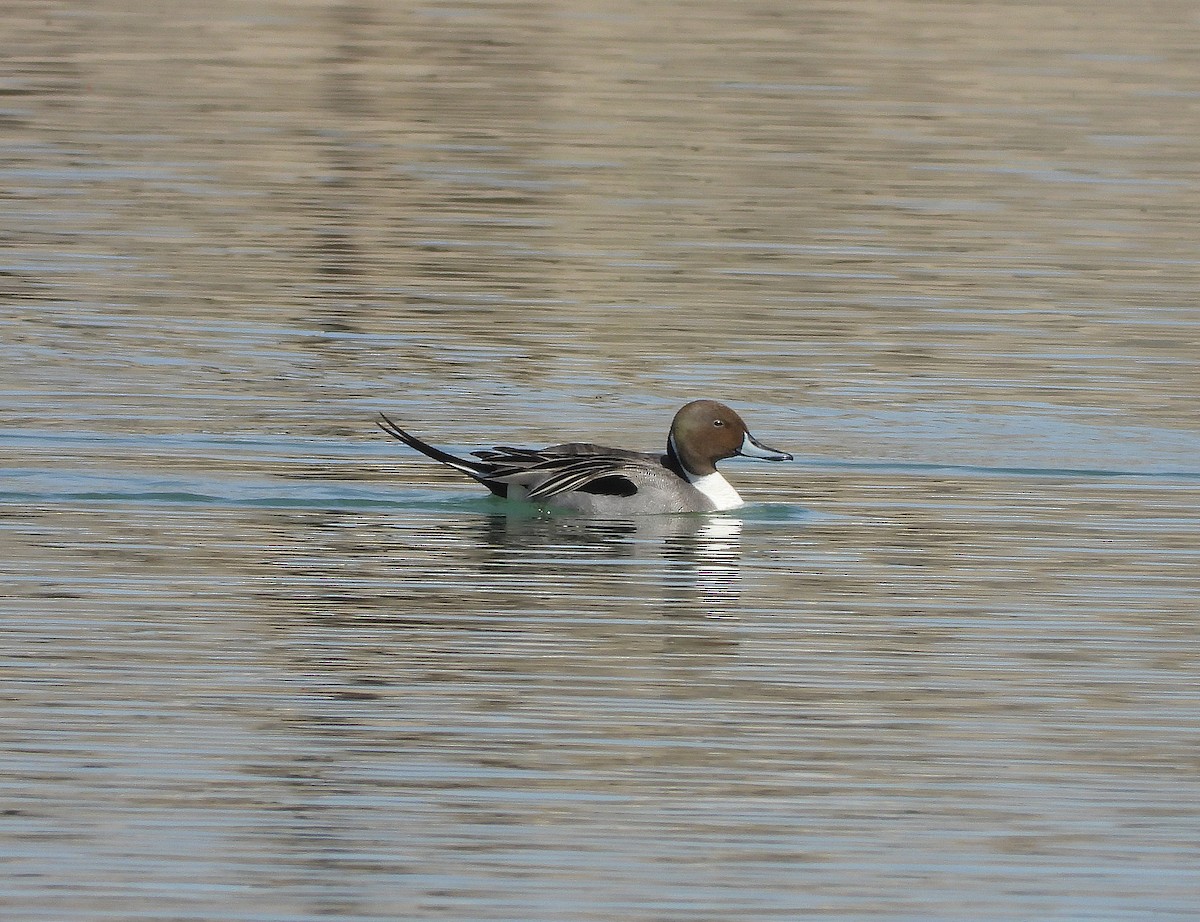 Northern Pintail - ML431684291