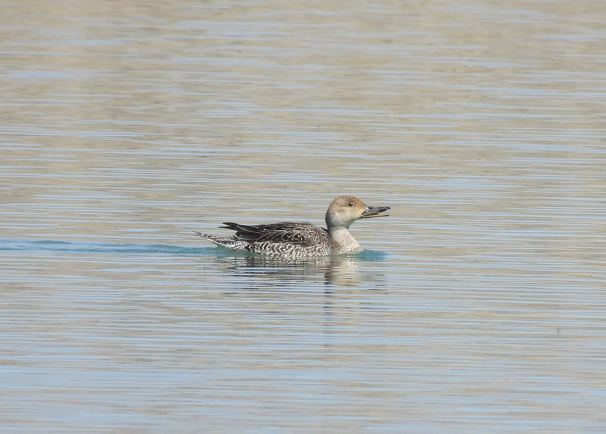 Northern Pintail - ML431684351