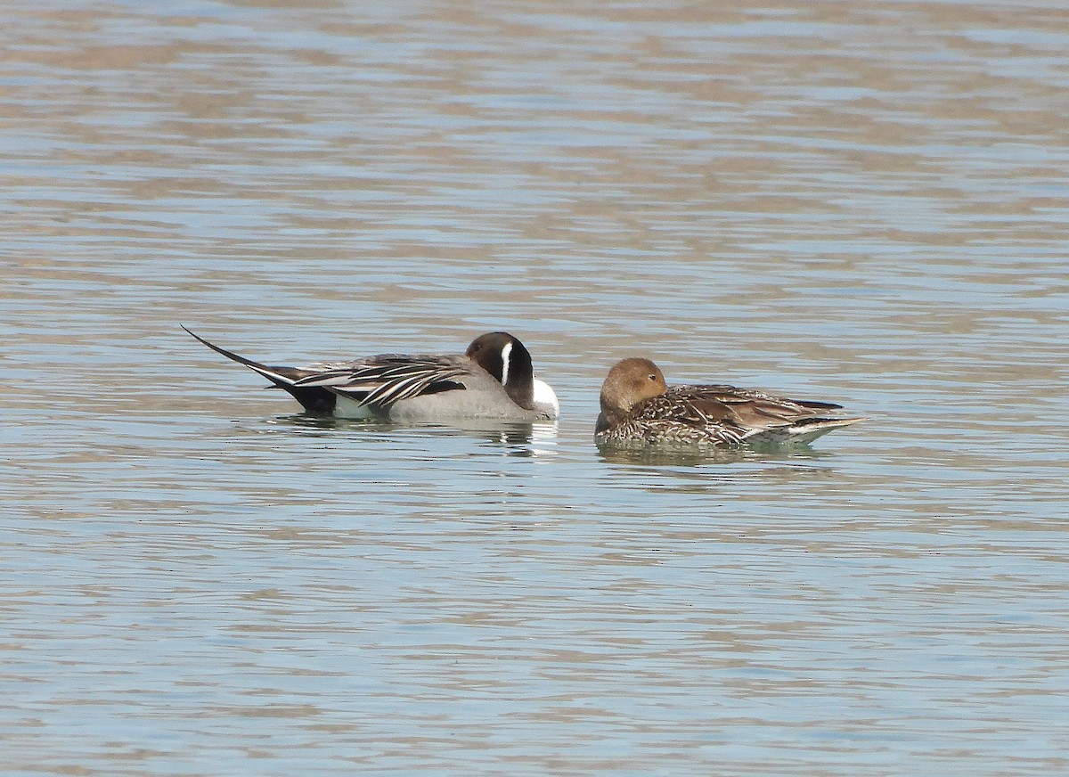 Northern Pintail - ML431684461