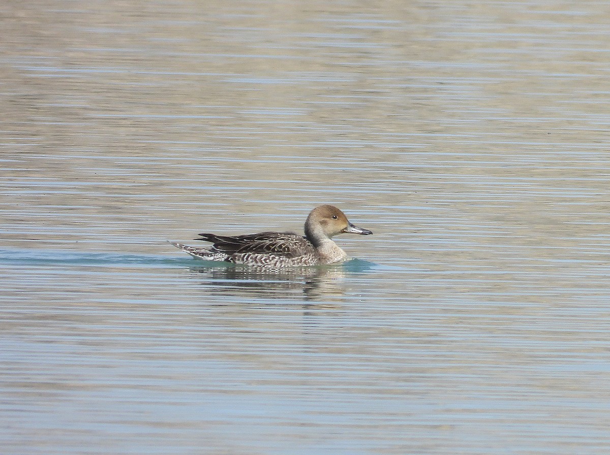 Northern Pintail - ML431684511