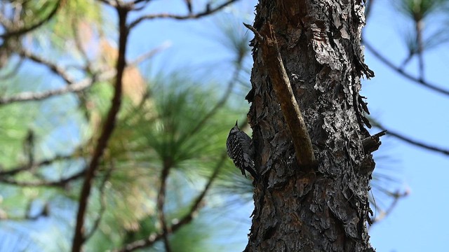 Red-cockaded Woodpecker - ML431684811