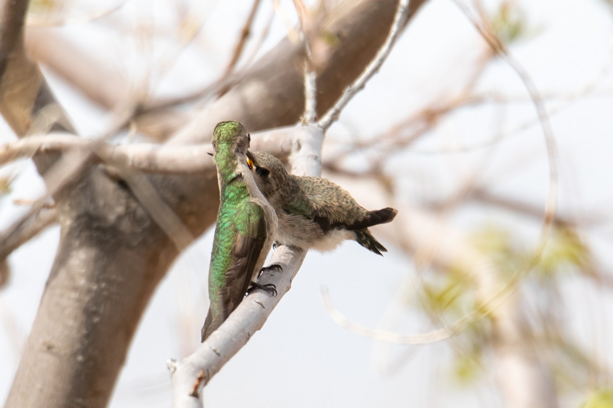 Costa's Hummingbird - Belen Schneider