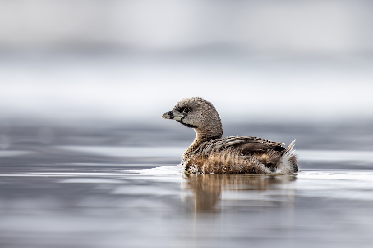 Pied-billed Grebe - ML431686851