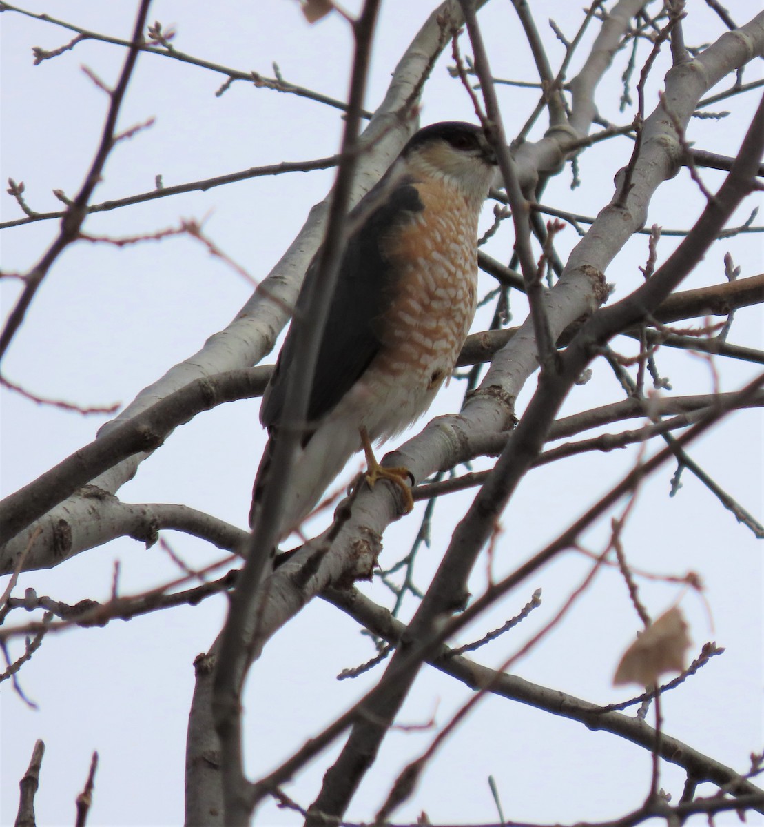 Sharp-shinned Hawk - ML431689091