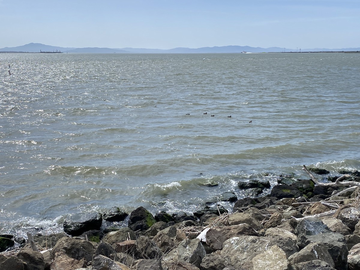 American Wigeon - ML431689361