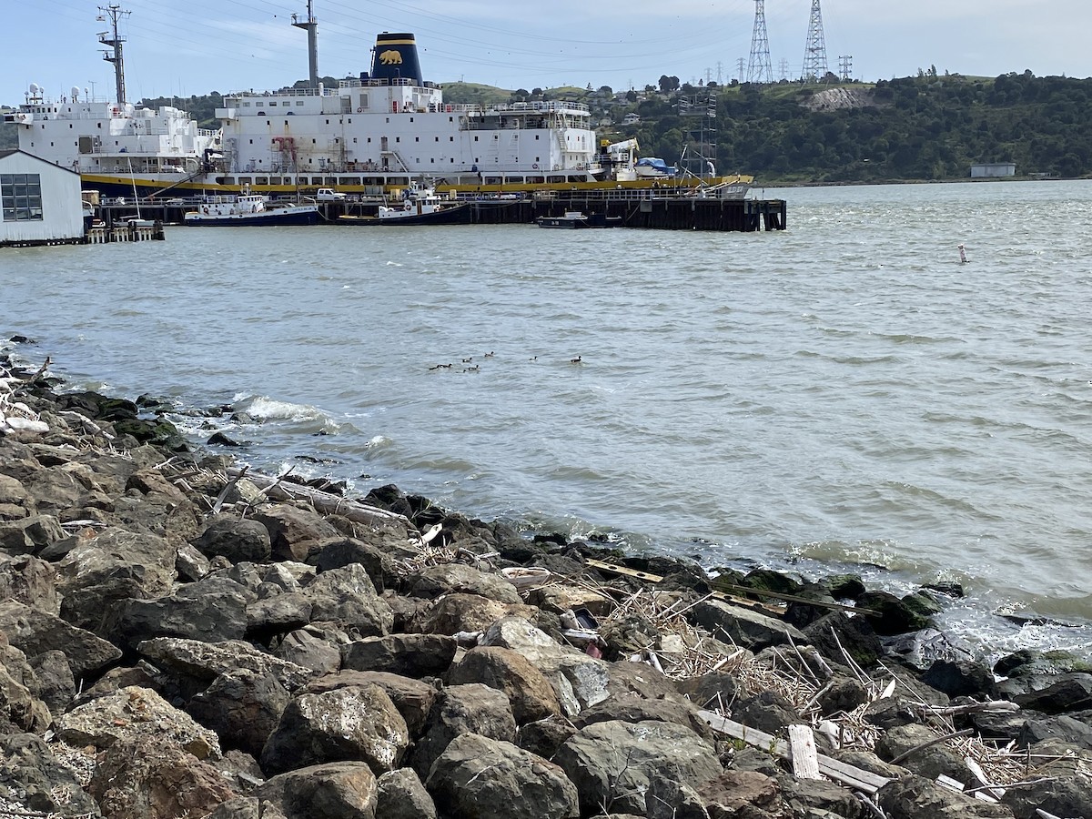 American Wigeon - ML431689371