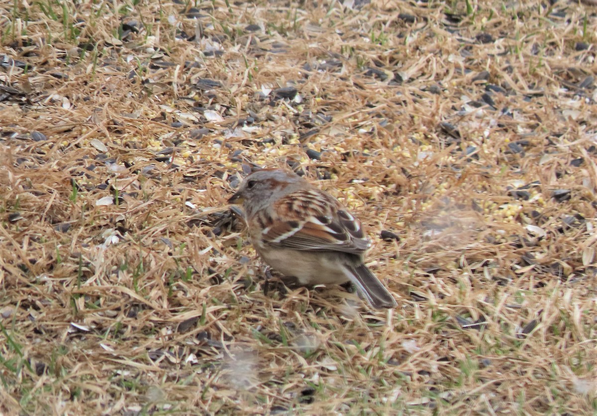 American Tree Sparrow - ML431690601