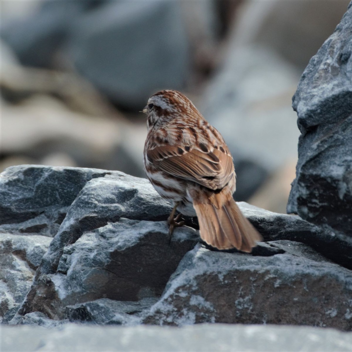 Song Sparrow - ML431691651